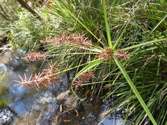 Cyperus lucidus