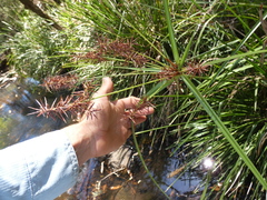 Cyperus lucidus