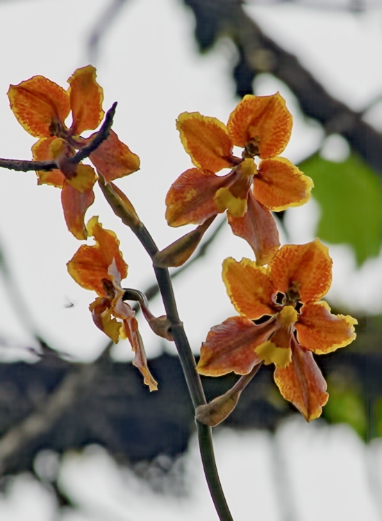 Cyrtochilum diceratum (Lindl.) Kraenzl. 4