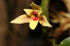 Maxillaria estradae