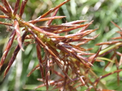 Cyperus lucidus