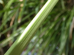 Cyperus lucidus