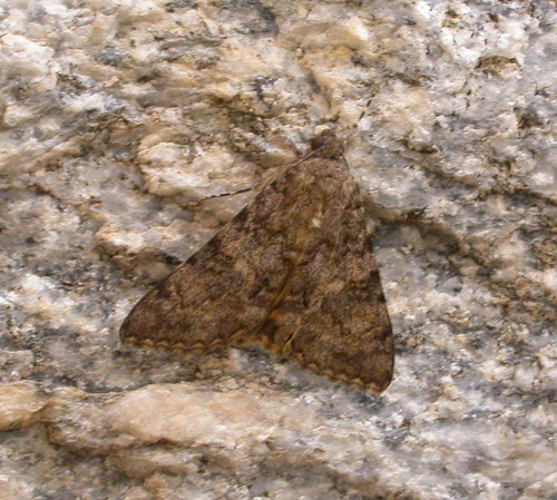 Benjamin's Underwing photo 2