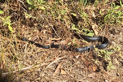 Coastal Taipan