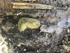 Athoracophorus papillatus