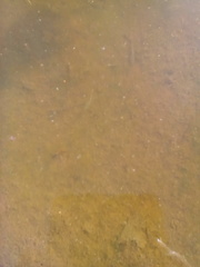 Branchinecta lindahli