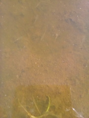 Branchinecta lindahli