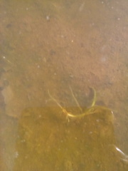 Branchinecta lindahli