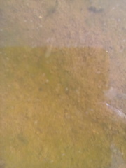 Branchinecta lindahli