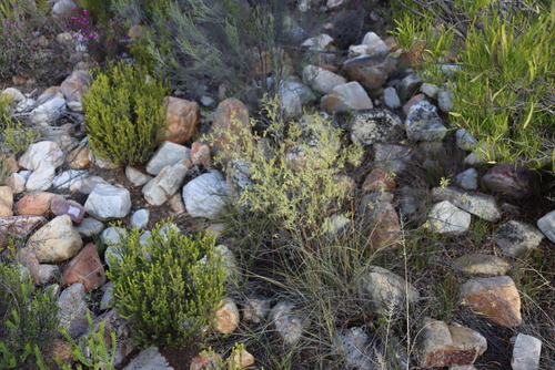Image of Hermannia velutina by (c) Tony Rebelo, some rights reserved (CC BY-SA)
