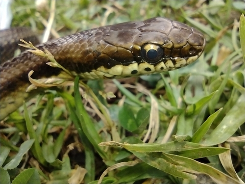 Atahuallpa Saphenophis Snake