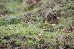 Bistorta macrophylla, photograph (c) Morten Ross, some rights reserved (CC BY)