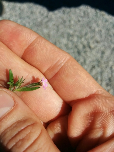 iNaturalist observation photo of slender phlox