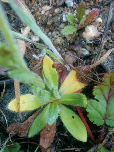 iNaturalist observation photo of Popcornflowers