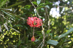 Hibiscus schizopetalus