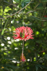 Hibiscus schizopetalus