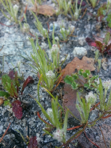 iNaturalist observation photo of dot-seed plantain