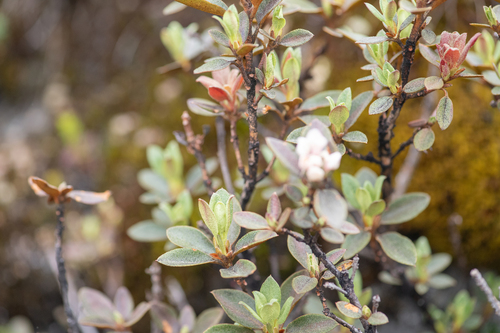 Rhododendron anthopogon, photograph 6
