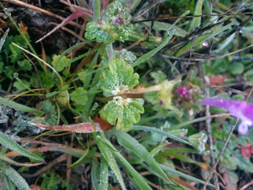 iNaturalist observation photo of henbit deadnettle