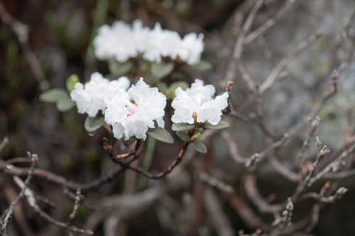 Rhododendron anthopogon, photograph 5