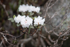 Rhododendron anthopogon, photograph (c) Morten Ross, some rights reserved (CC BY)