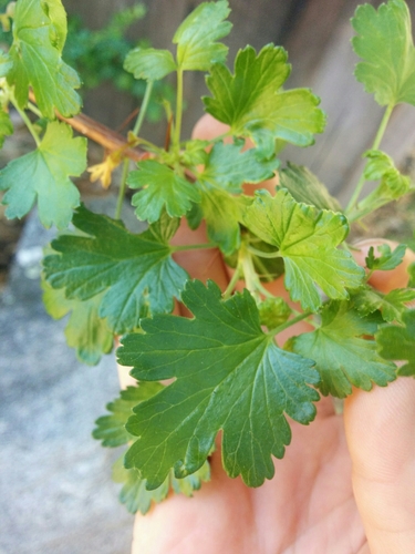 iNaturalist observation photo of currants and gooseberries