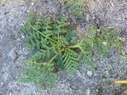 iNaturalist observation photo of Biscuitroots