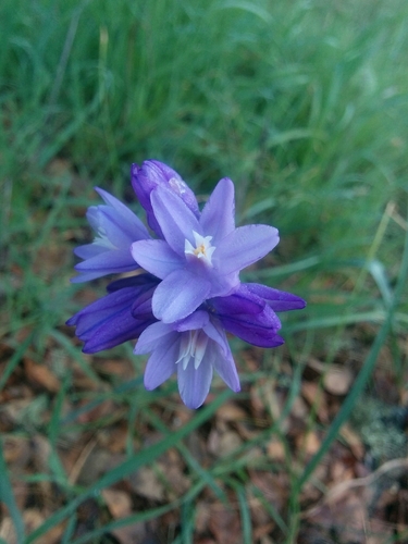 iNaturalist observation photo of blue dicks
