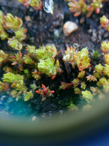 iNaturalist observation photo of sand pygmyweed