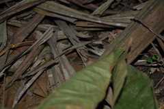 Stenocercus iridescens