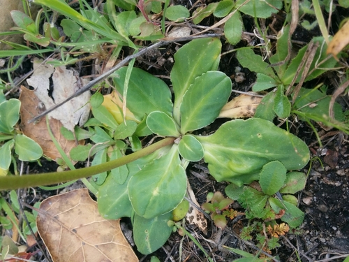 iNaturalist observation photo of Padre's Shooting Star
