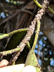 Ceroplastes rusci