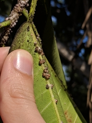 Ceroplastes rusci