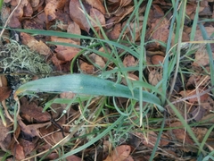 Dipterostemon capitatus