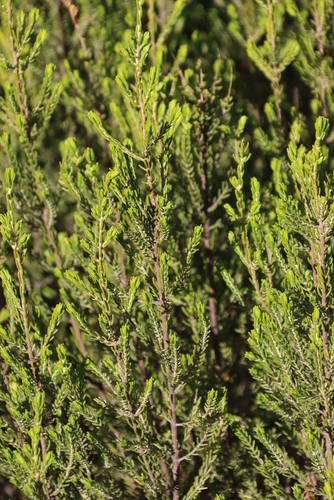 Image of Passerina obtusifolia by (c) Tony Rebelo, some rights reserved (CC BY-SA)