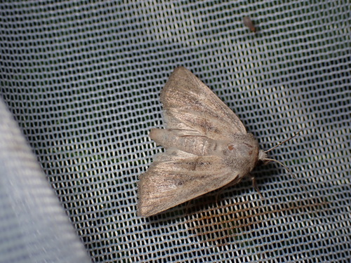 Mere Wainscot, Schiermonnikoog, Netherlands, photo 6 of 10