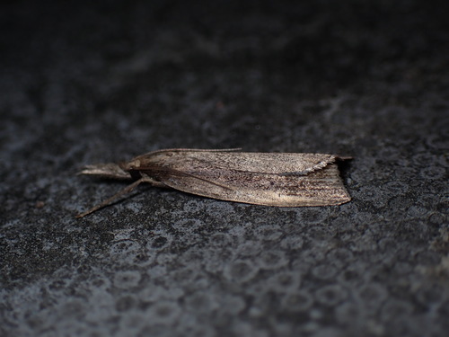 Wainscot Veneer, Schiermonnikoog, Netherlands, photo 8 of 10
