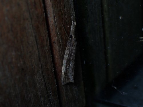 Wainscot Veneer, Schiermonnikoog, Netherlands, photo 6 of 10