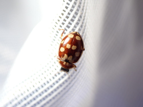 18-spot Ladybird, Schiermonnikoog, Netherlands, photo 7 of 10