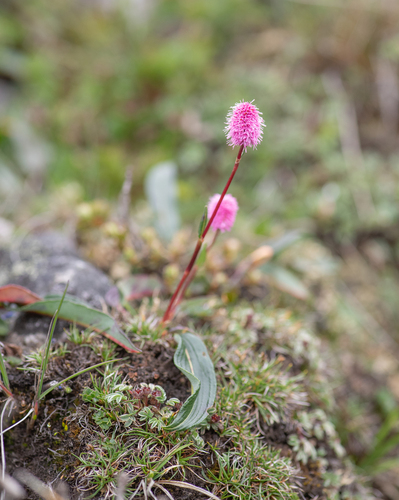 Bistorta macrophylla, photograph 6