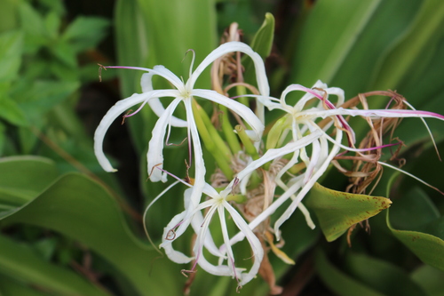 Crinum asiaticum image