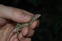 Stenocercus iridescens