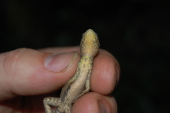 Stenocercus iridescens