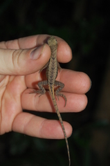 Stenocercus iridescens