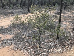 Styphelia triflora