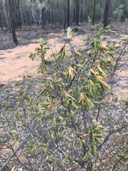 Styphelia triflora