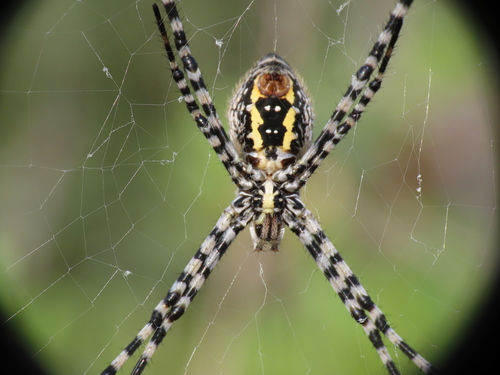 Banded Garden Spider, photo 2 of 9