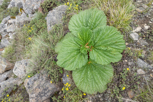 Sikkim rhubarb (Rheum nobile)