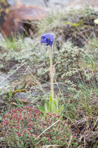 Meconopsis simplicifolia, photograph 1