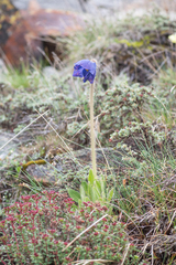 Meconopsis simplicifolia, photograph (c) Morten Ross, some rights reserved (CC BY)